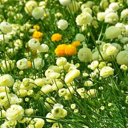 Гостевой дом Mont Des Oliviers Citra-8055lt-1805 E 1807 3*